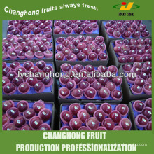 Karton 20kg Apfel aus chinesischem Großhandel